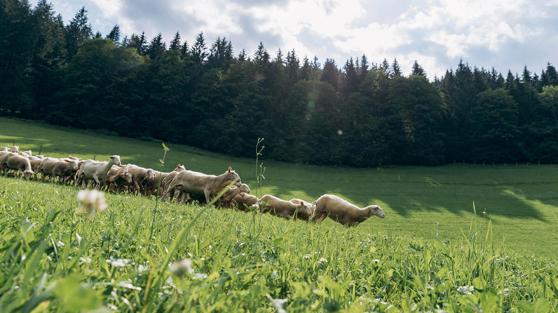 Schafe auf der Wiese