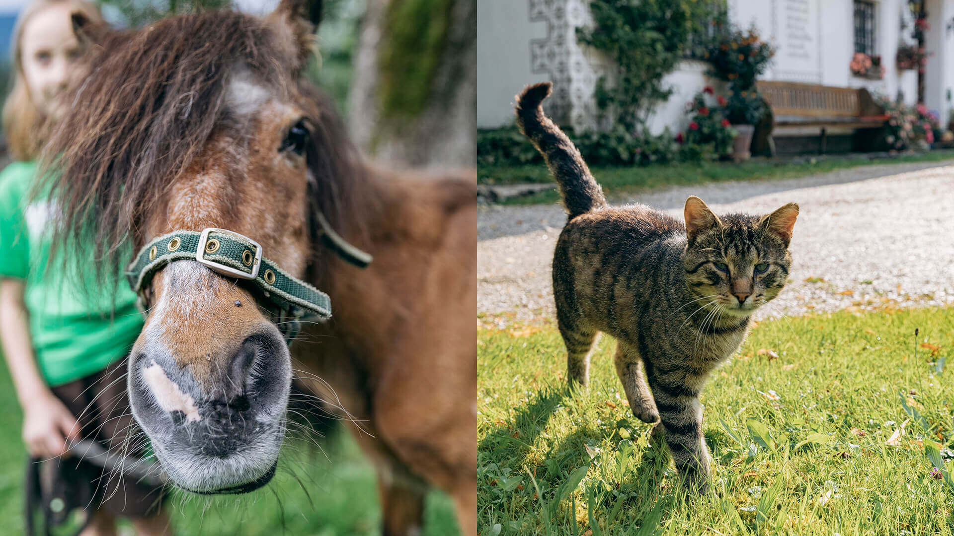 Pony und Katze am Biobauernhof Orth